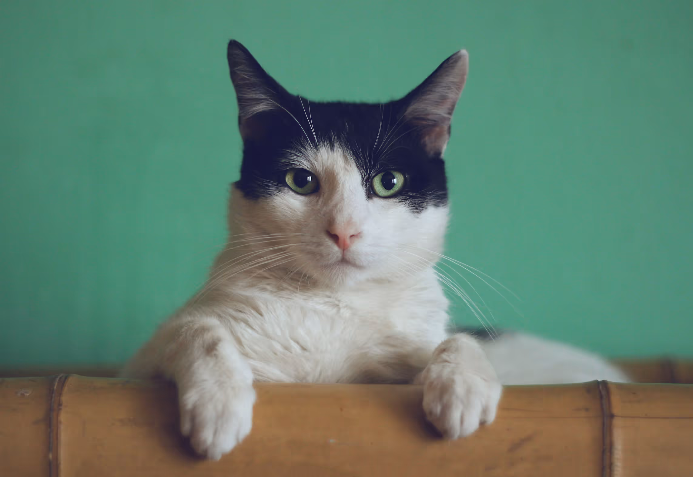 A black and white cat with green eyes rests its front paws over a bamboo edge against a green wall.